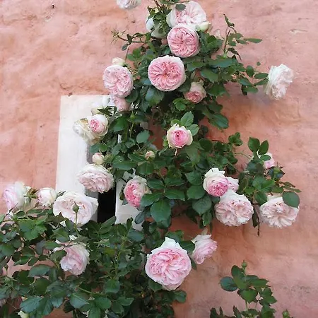 De La Ferme Rose Audembert